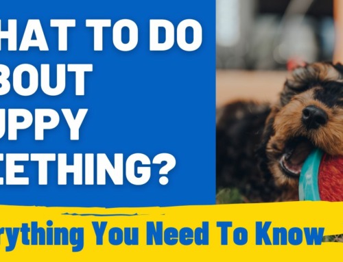 What to Do About Puppy Teething? Effective Management Tips