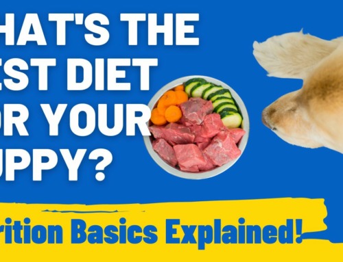What’s the Best Diet for Your Puppy? Nutrition Basics Explained