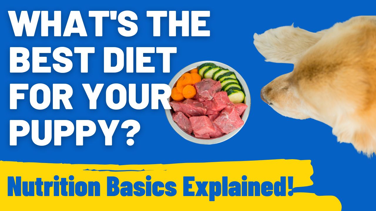What's the Best Diet for Your Puppy