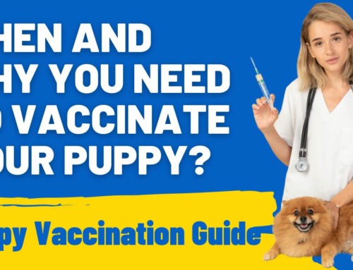When and Why to Vaccinate Your Puppy? Key Vaccination Insights