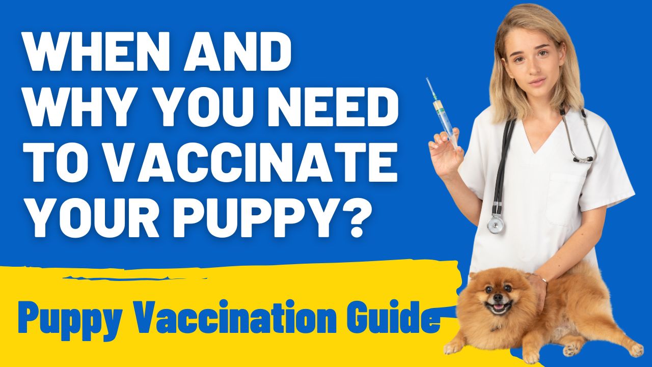 When and Why You Need to Vaccinate Your Puppy