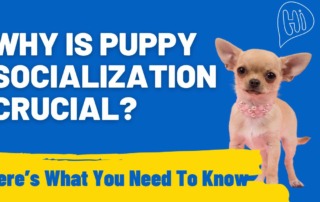 Why is Puppy Socialization Crucial