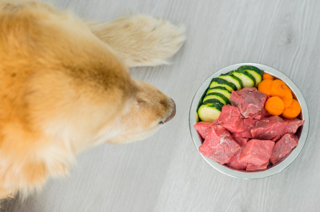 Dog diet tips