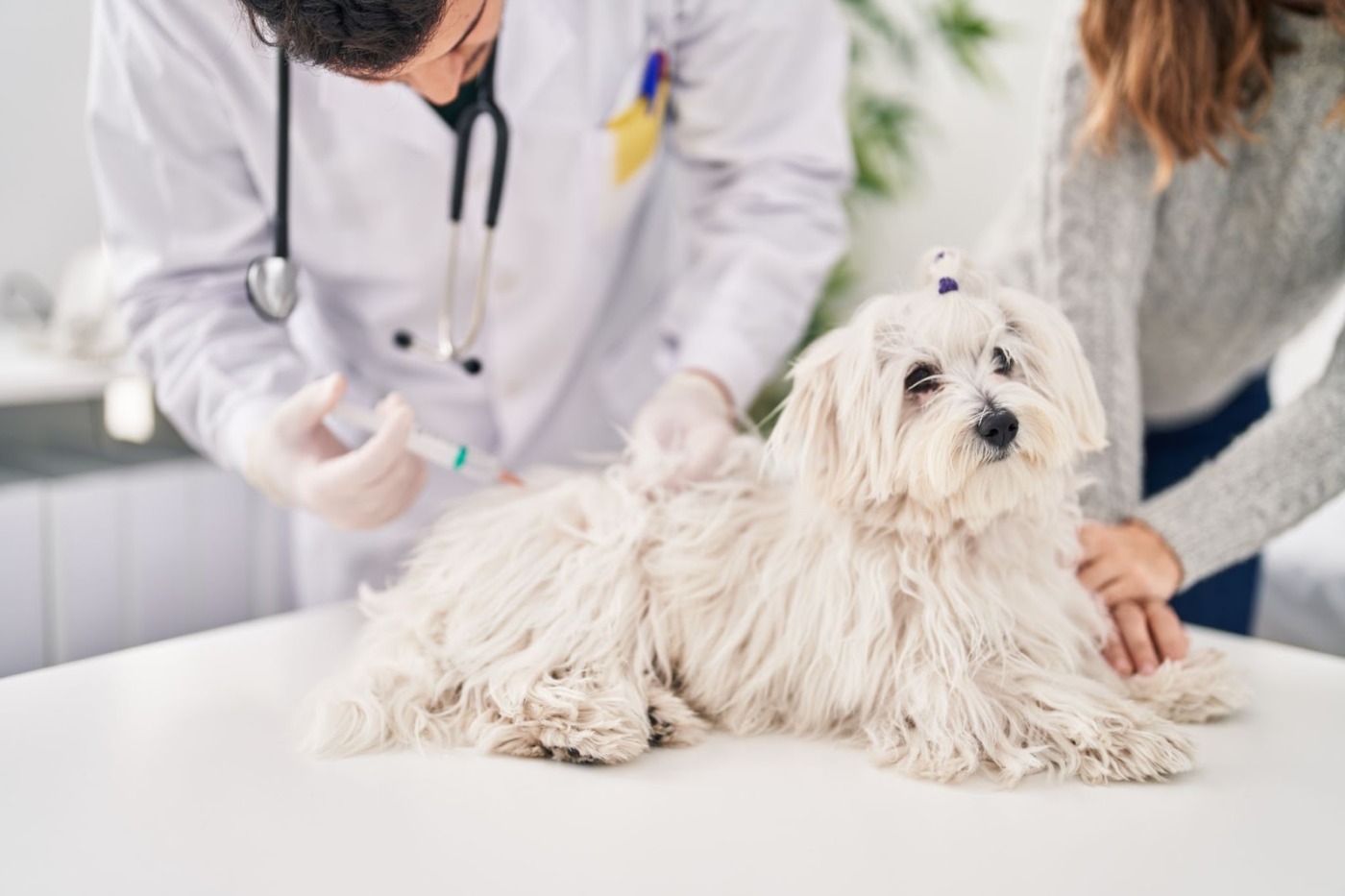 dog getting vaccine shot