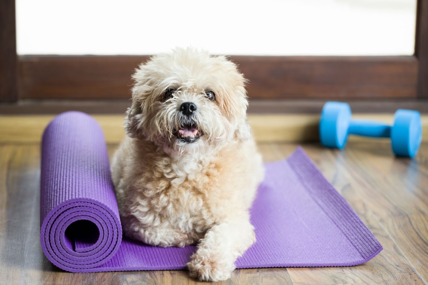 dog sitting in a yoga mat