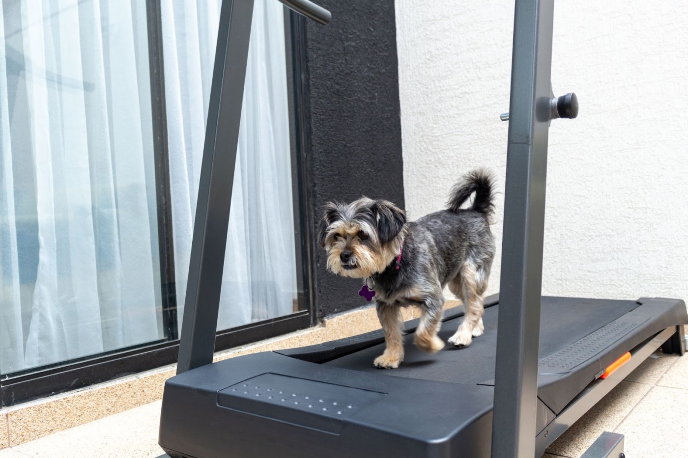 dog exercise in a treadmill