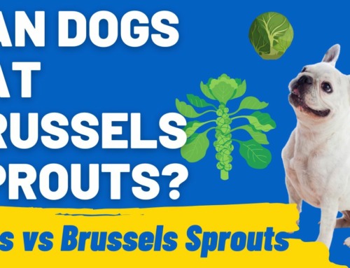 Feeding Your Dog Brussels Sprouts: Healthy or Not?