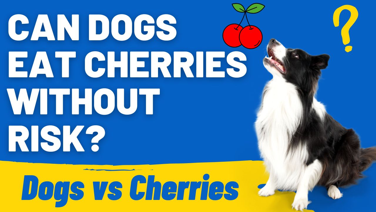 Can Dogs Eat Cherries Without Risk