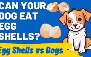 Can Your Dog Eat Egg Shells