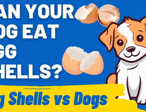 Egg Shells in Your Dog’s Diet: Should They Crunch or Not?