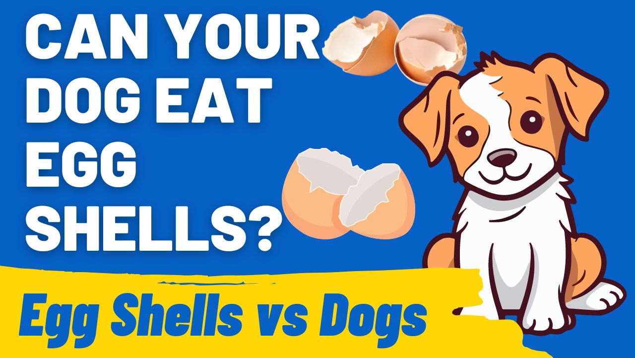 Can Your Dog Eat Egg Shells