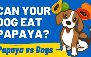 Can Your Dog Eat Papaya