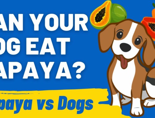 Tropical Treats: Is Papaya Safe for Dogs to Eat?