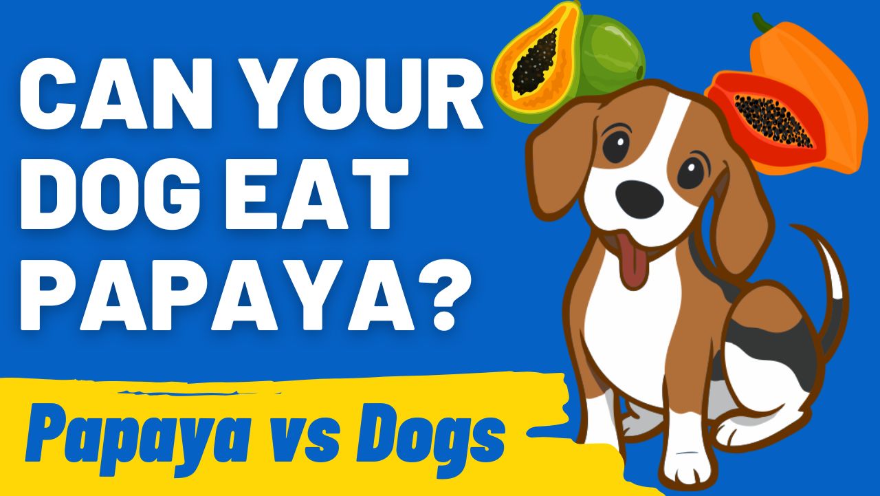 Can Your Dog Eat Papaya
