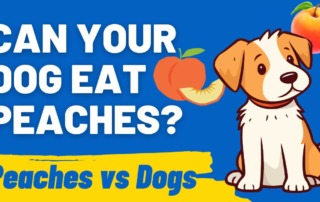 Can Your Dog Eat Peaches