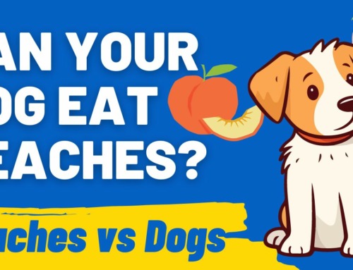 Peachy Keen for Pooches: Can Dogs Eat Peaches?