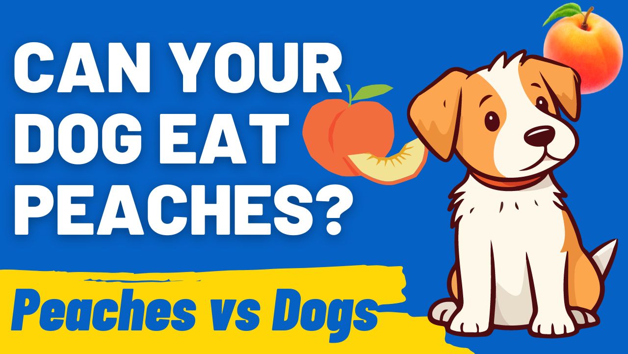 Can Your Dog Eat Peaches
