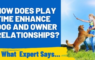 How Does Play Time Enhance Dog and Owner Relationships