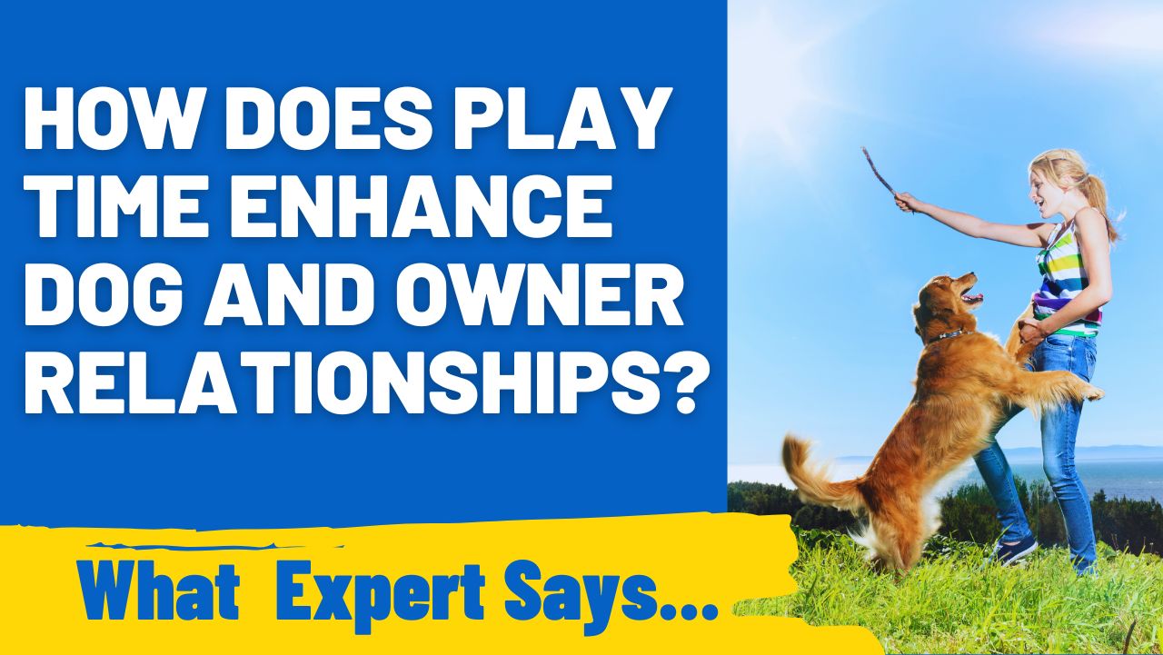 How Does Play Time Enhance Dog and Owner Relationships