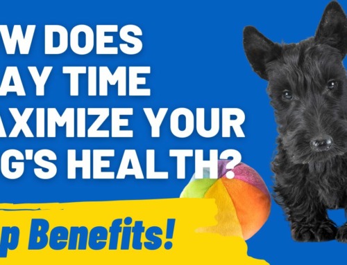 How Does Play Time Maximize Your Dog’s Health? Uncover the Benefits!