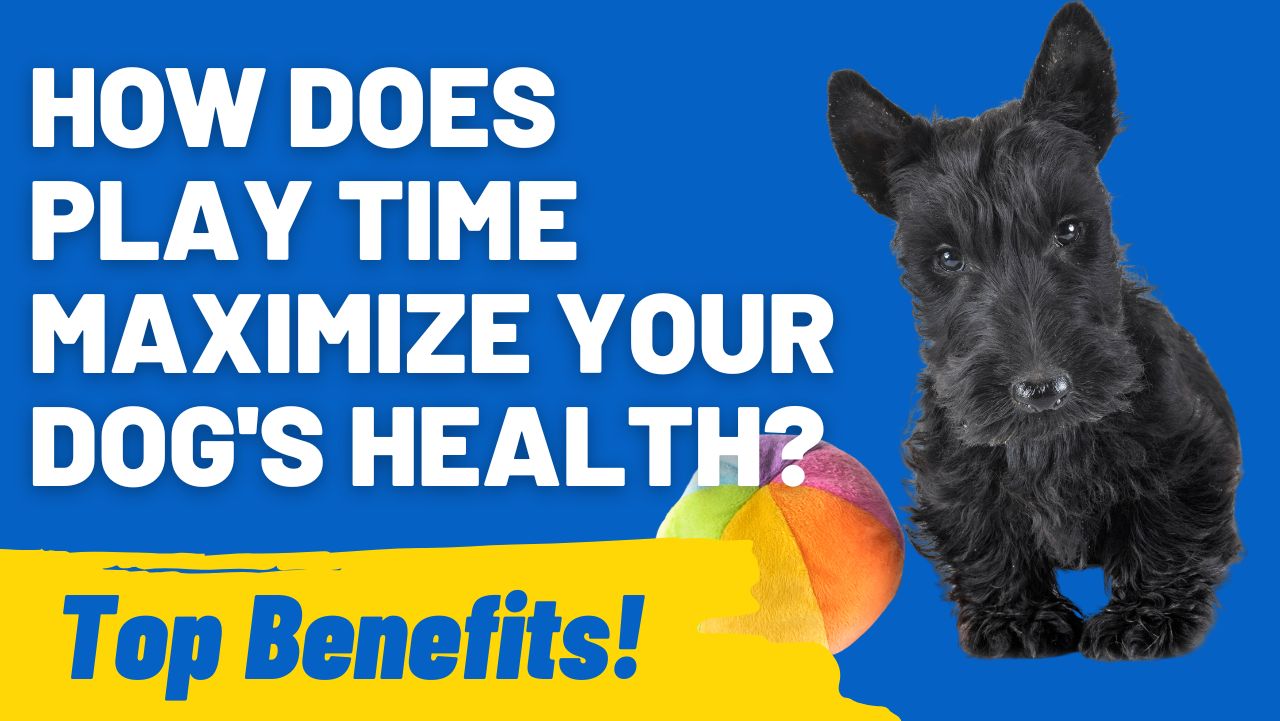 How Does Play Time Maximize Your Dog's Health
