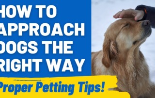 How to Approach Dogs the Right Way