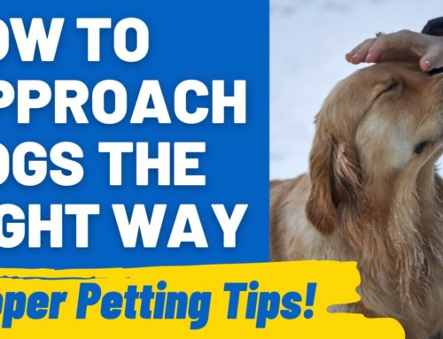 The Joy of Petting: How to Approach Dogs the Right Way
