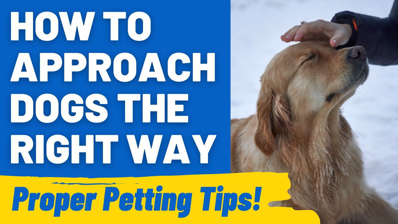 How to Approach Dogs the Right Way