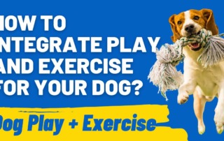 How to Integrate Play and Exercise for Your Dog