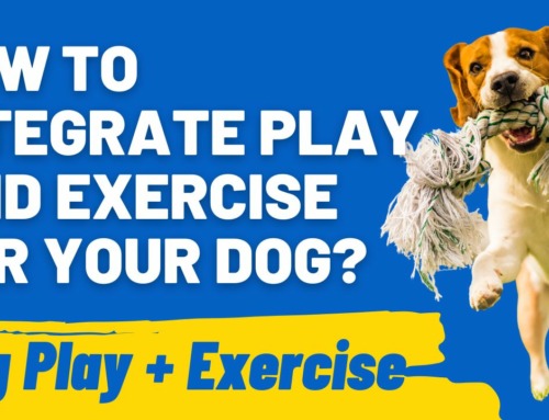 How to Integrate Play and Exercise for a Healthier Dog?