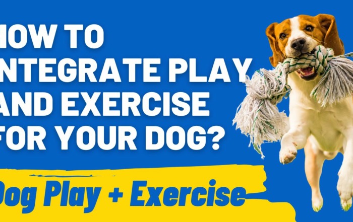 How to Integrate Play and Exercise for Your Dog