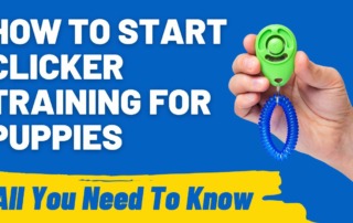 How to Start Clicker Training for Puppies