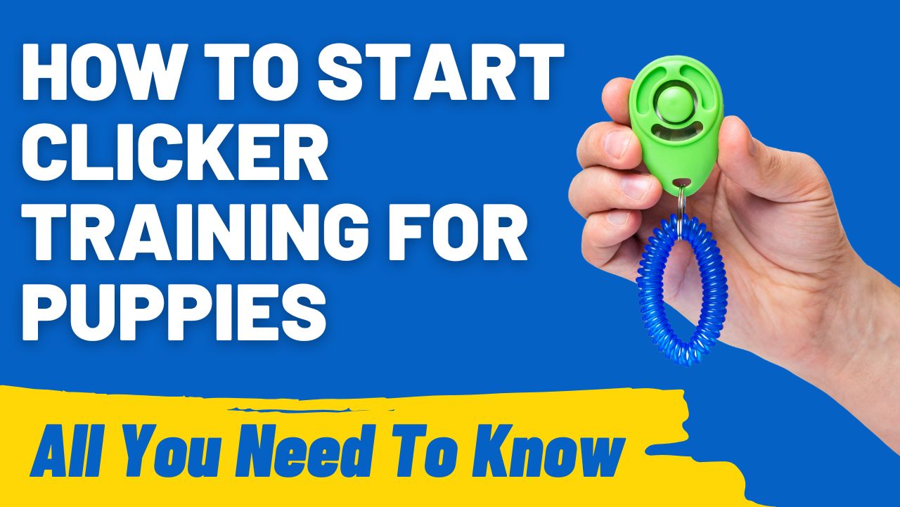 How to Start Clicker Training for Puppies