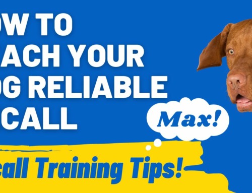 Recall Training Secrets: How to Teach Your Dog Reliable Recall