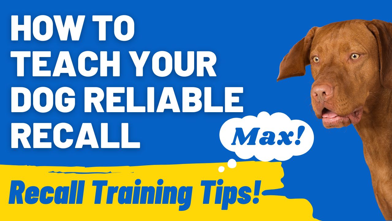 How to Teach Your Dog Reliable Recall