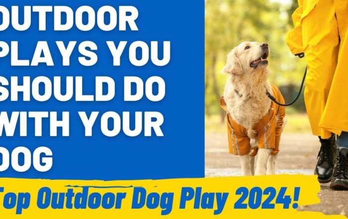 Outdoor Plays You Should Do With Your Dog