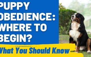 Puppy Obedience Where to Begin