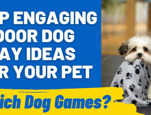 What Are the Most Engaging Indoor Dog Play Ideas for Your Pet?