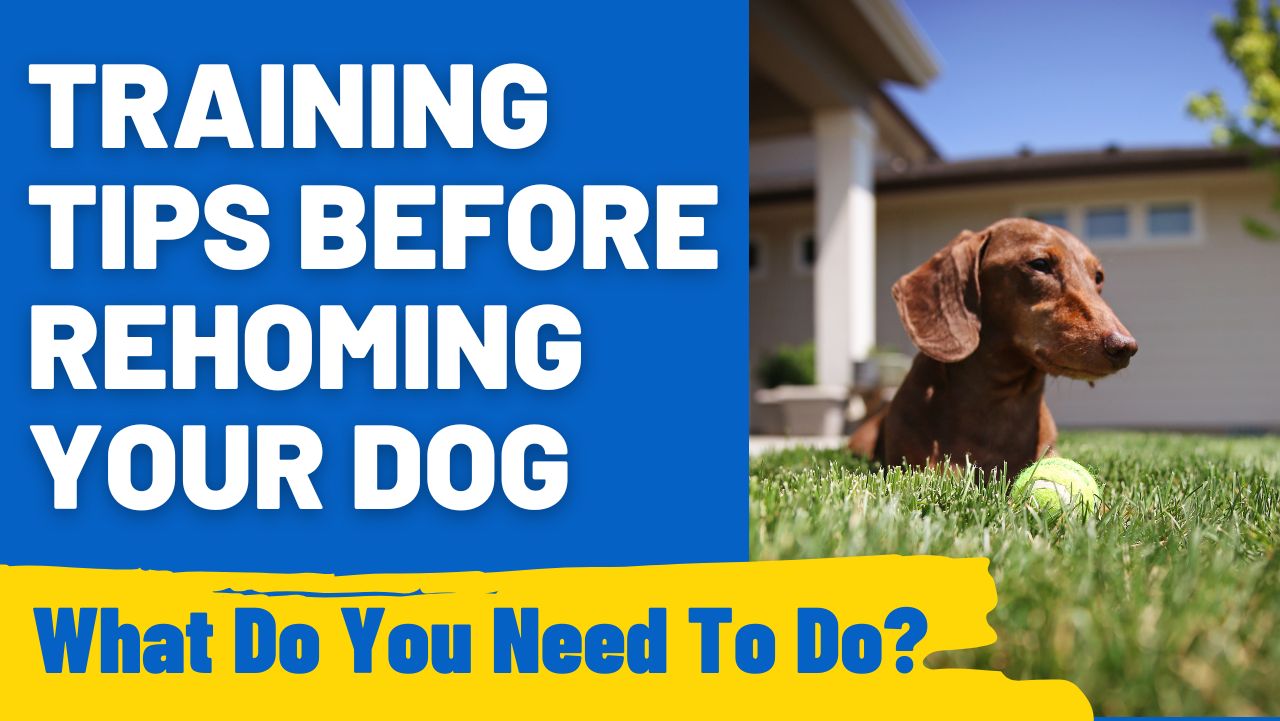 Training Tips Before Rehoming Your Dog