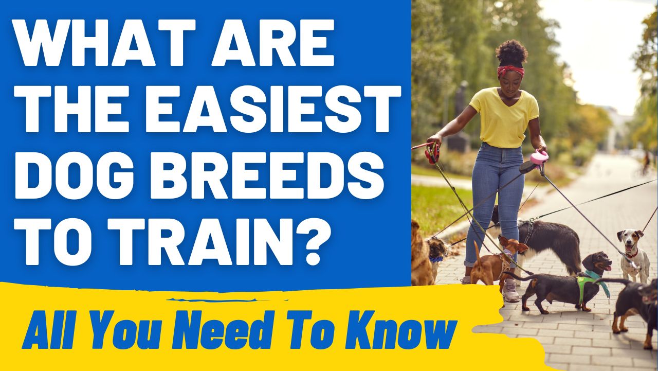 What Are the Easiest Dog Breeds to Train