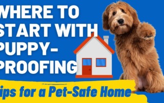 Where to Start with Puppy-Proofing