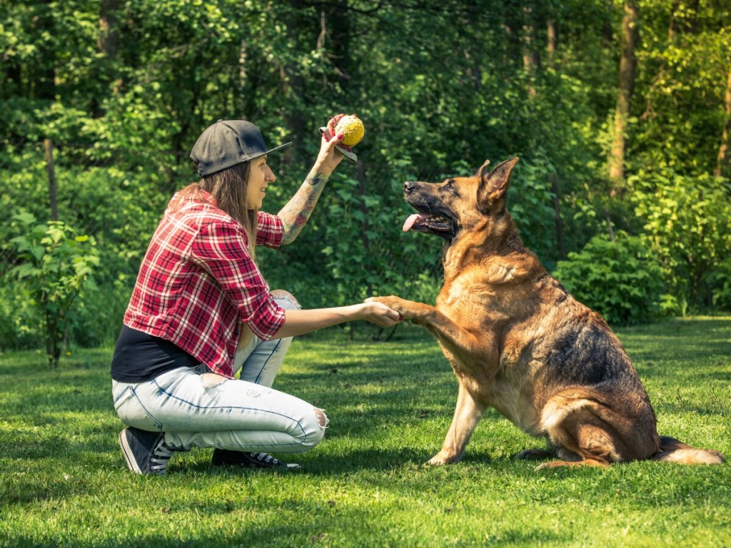 dog training outdoor